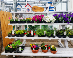 Blumenverkaufsregal