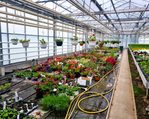 Blumenhalle Sommerblüher